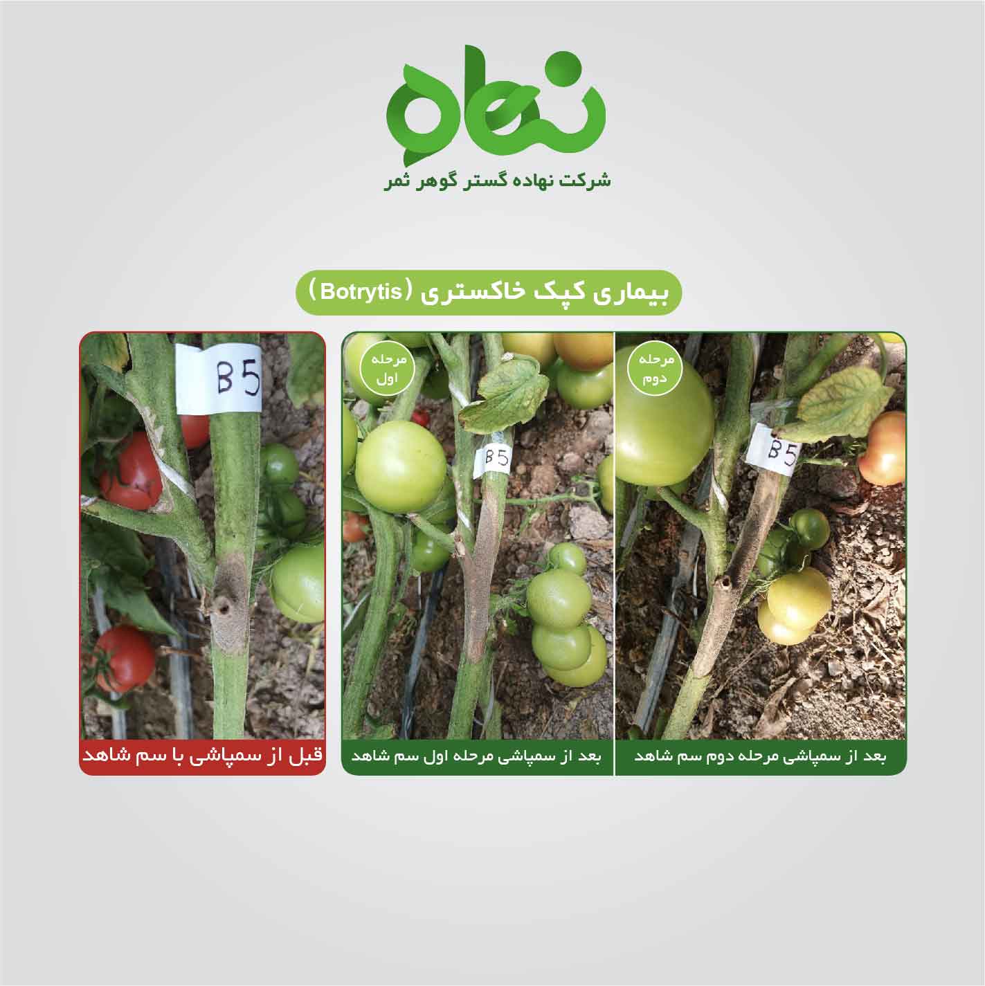 Customer satisfaction with the use of Inovor in tomato